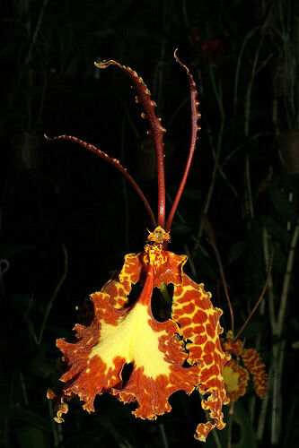 Psychopsis Krameriana Orchids Wiki Fandom