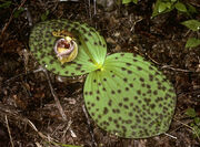 Cyp fargesii habitat