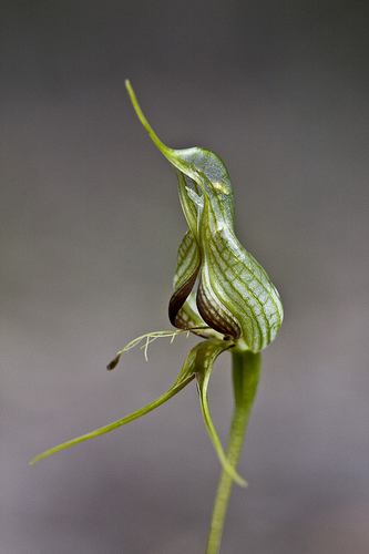 Pterostylis barbata Orchids Wiki FANDOM powered by Wikia