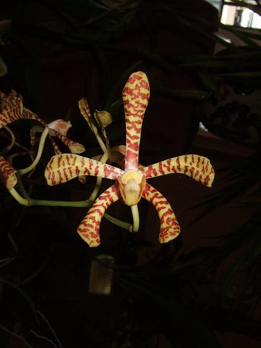 Arachnis flos-aeris | Orchids Wiki | FANDOM powered by Wikia