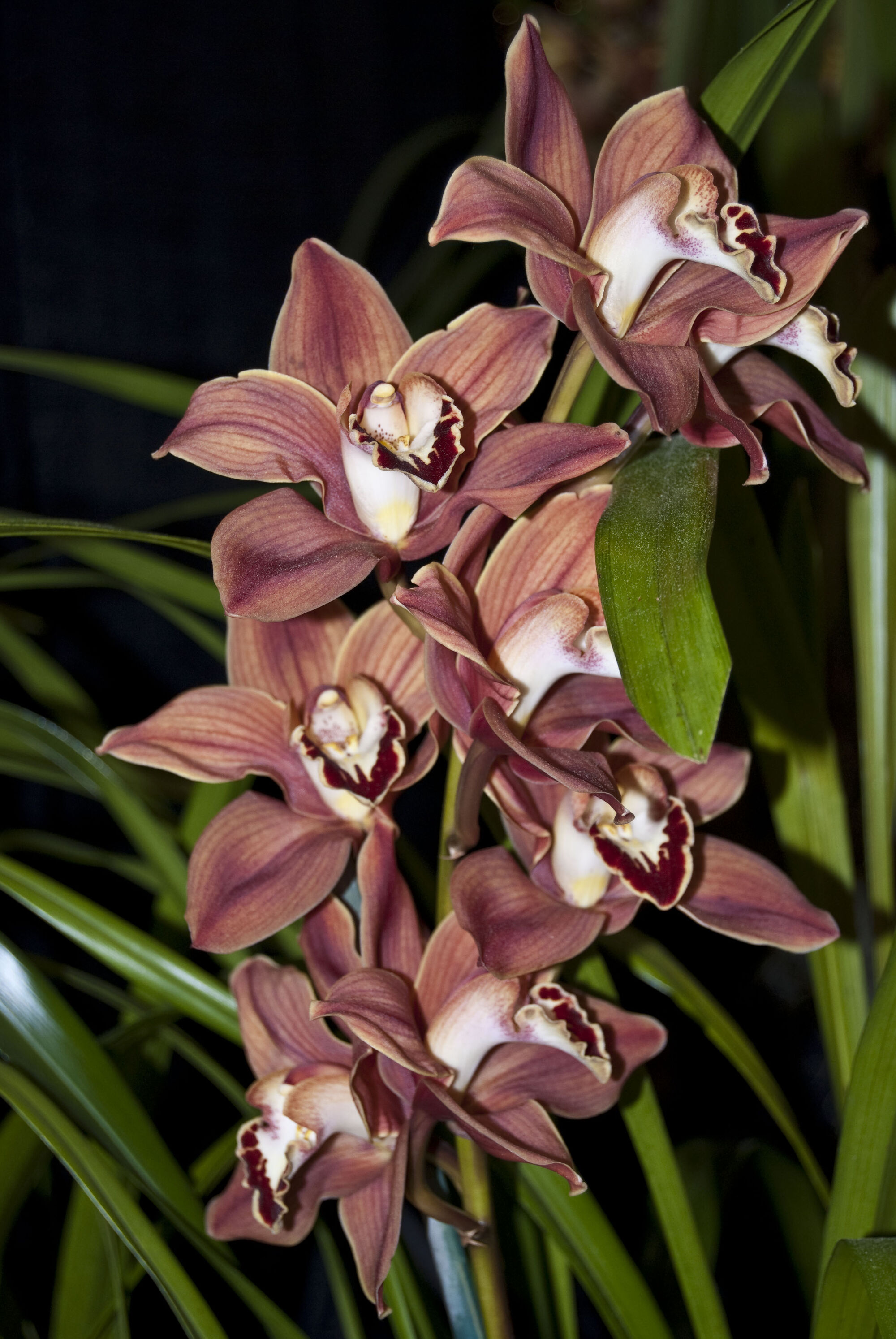 Cymbidium Fall Colors Orchids Wiki Fandom Powered By Wikia 