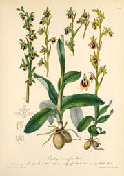 Ophrys lutea plate