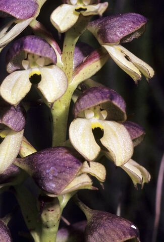 File:Disa cornuta.jpg