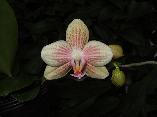 Phalaenopsis Javanica Sumatrana