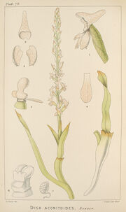 Disa aconitoides sonders