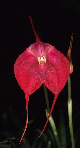 Masdevallia Angel Heart 