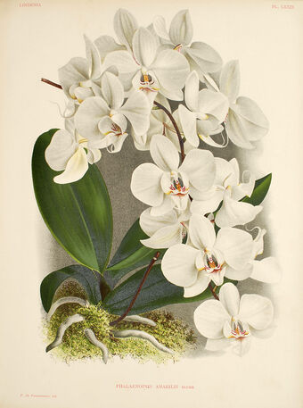 Phalaenopsis Orchids Wiki Fandom