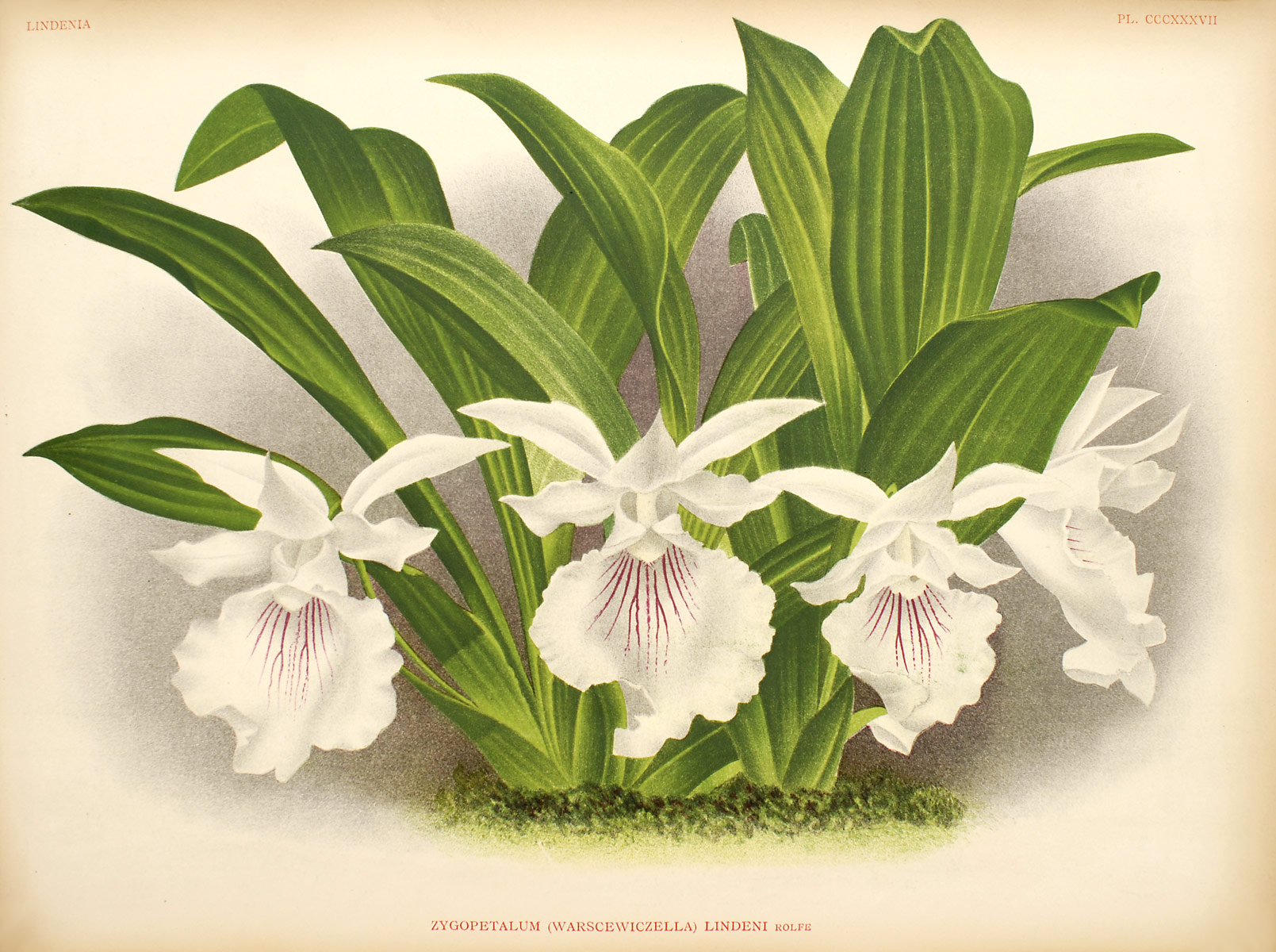 Cochleanthes | Orchids Wiki | FANDOM powered by Wikia