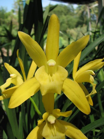 Cymbidium Golden Elf | Orchids Wiki | Fandom