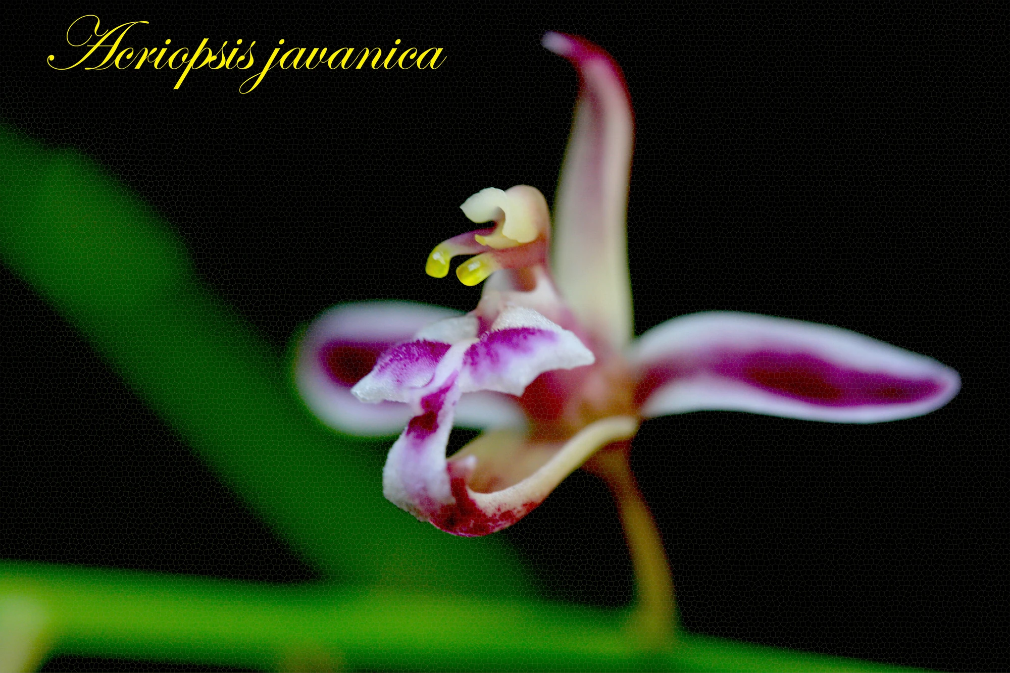Image Acriopsis javanica.jpg Orchids Wiki FANDOM powered by Wikia