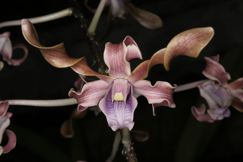 Dendrobium Helix