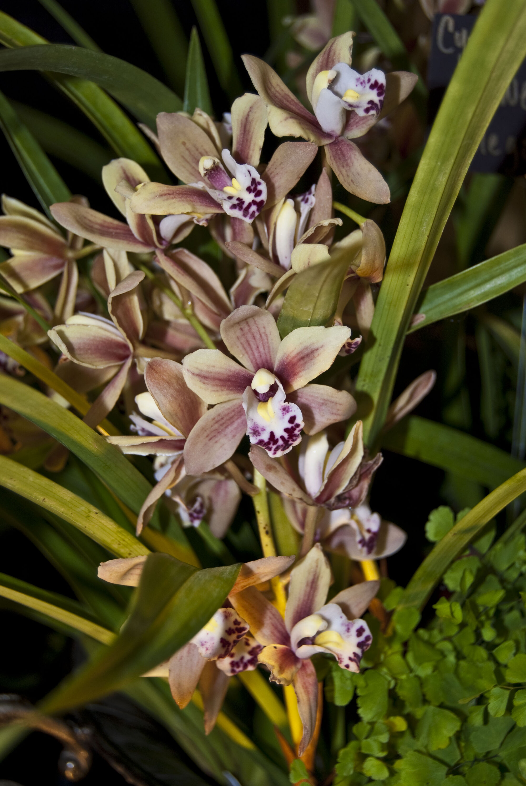 Cymbidium Sweetheart Orchids Wiki Fandom 9088