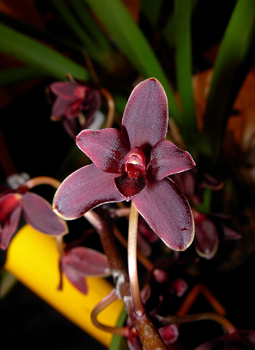 Cymbidium Little Black Sambo