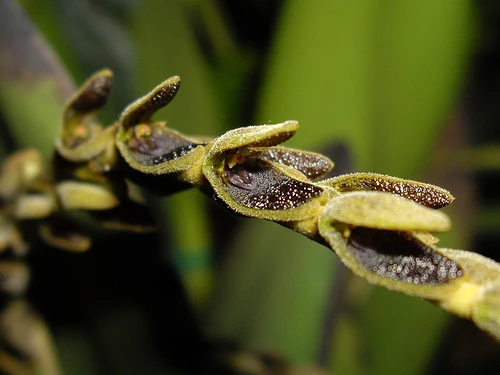 Acianthera saurocephala Orchids Wiki FANDOM powered by Wikia