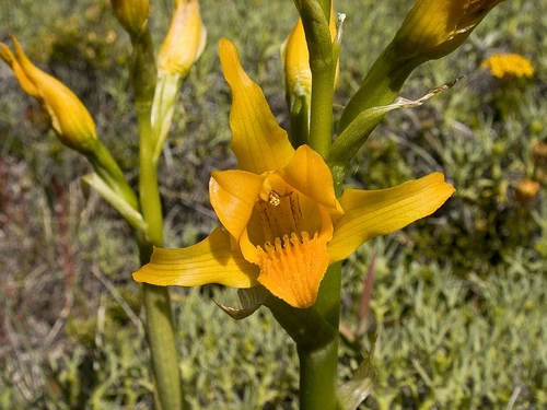 Chloraea alpina Orchids Wiki FANDOM powered by Wikia