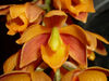 Lueddemannia pescatorei