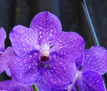 Vanda Pachara Delight