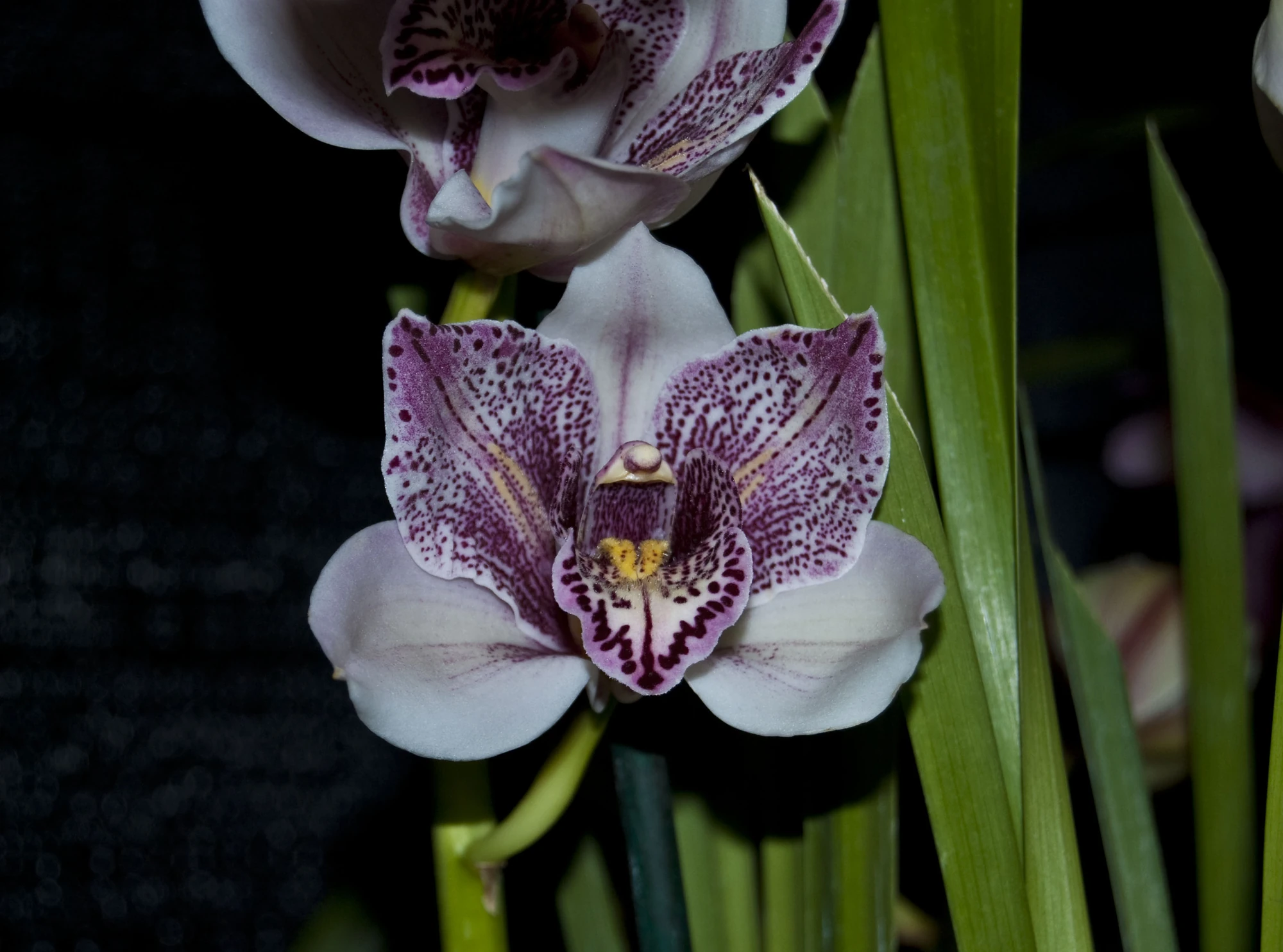 Cymbidium Cotton Candy Orchids Wiki FANDOM powered by Wikia