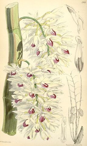 File:357px-Dendrobium amethystoglossum.jpg