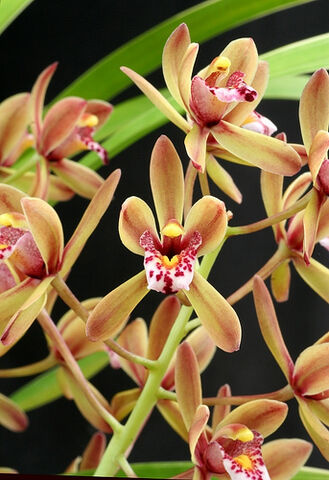 File:Cymbidium floribundum 'Tokiwa'.jpg