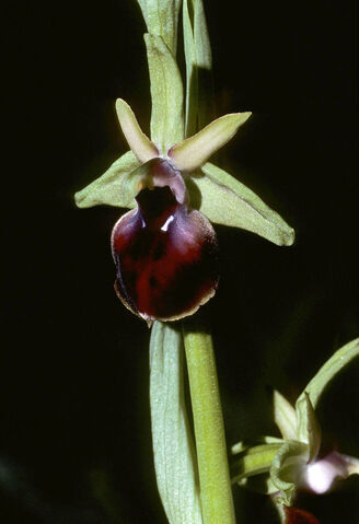 File:Ophrys sphegodes helenae 2.jpg