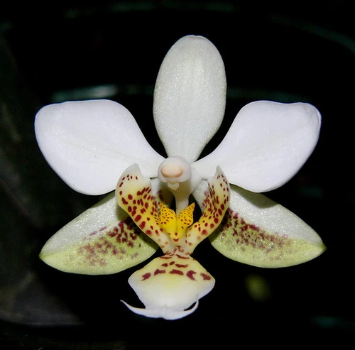 Phalaenopsis stuartiana Orchids Wiki FANDOM powered by Wikia