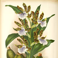 Zygopetalum Orchids Wiki Fandom