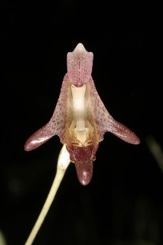File:Porroglossum dalstroemii.jpg