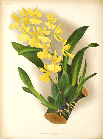 Oncidium Orchids Wiki Fandom