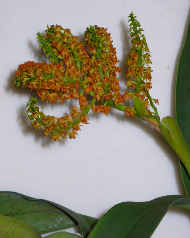 File:Polystachya paniculata 1.jpg