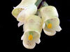 Schlimmia trifida