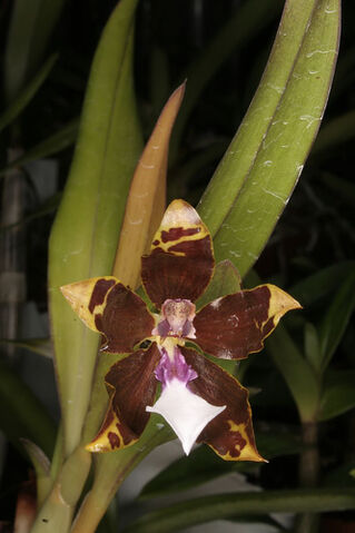 File:Miltonia kayasimae.jpg