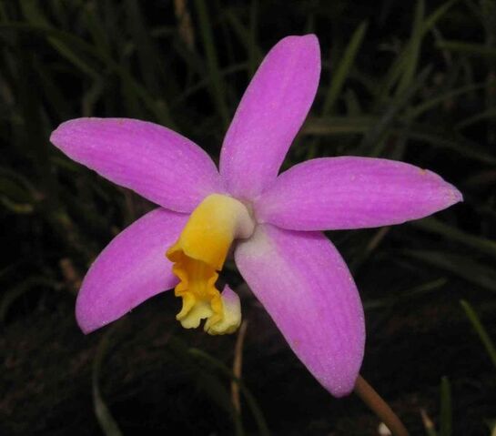 File:Sophronitis longipes.jpg