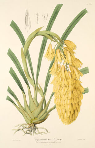 File:Cymbidium elegans plate.jpg