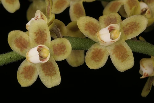 Chiloschista usneoides Orchids Wiki FANDOM powered by Wikia