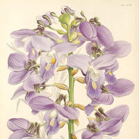 Eulophia Orchids Wiki Fandom