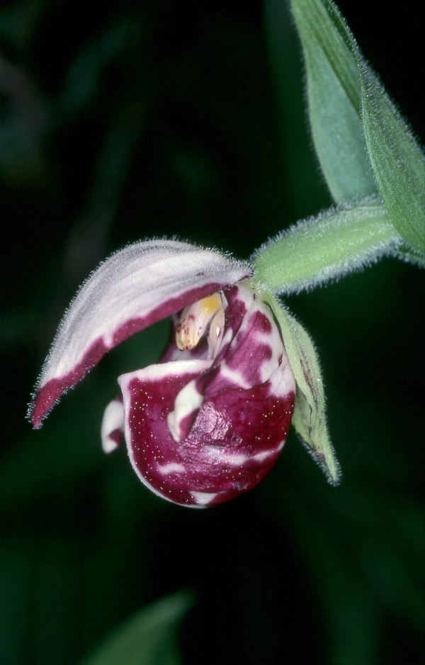 Cypripedium guttatum Orchids Wiki FANDOM powered by Wikia