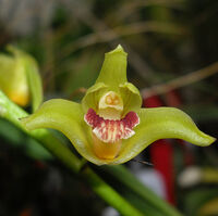 Xylobium Pallidiflorum Orchids Wiki Fandom