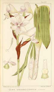Disa crassicornis plate
