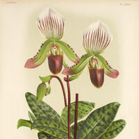 Paphiopedilum Orchids Wiki Fandom