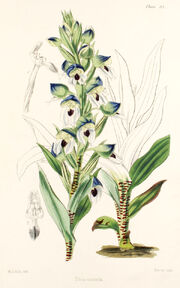 Disa cornuta plate