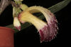 Zootrophion lappaceum