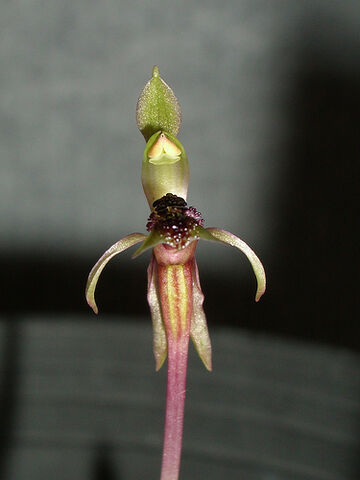File:Chiloglottis truncata.jpg