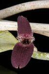 Restrepiella ophiocephala