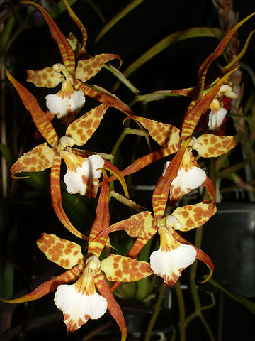 File:Rhynchostele cordatum.jpg