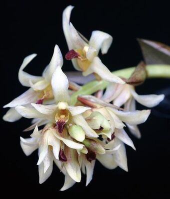 Xylobium Variegatum Orchids Wiki Fandom
