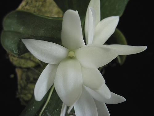 Aerangis fastuosa | Orchids Wiki | FANDOM powered by Wikia