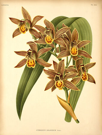 Cymbidium Orchids Wiki Fandom