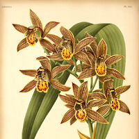 Cymbidium Orchids Wiki Fandom