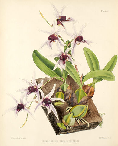 File:Epigeneium treacherianum plate.jpg